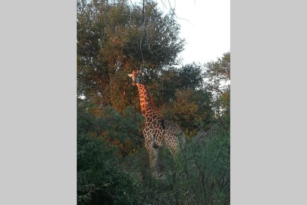 Amukela Kaya Hoedspruit Exterior foto