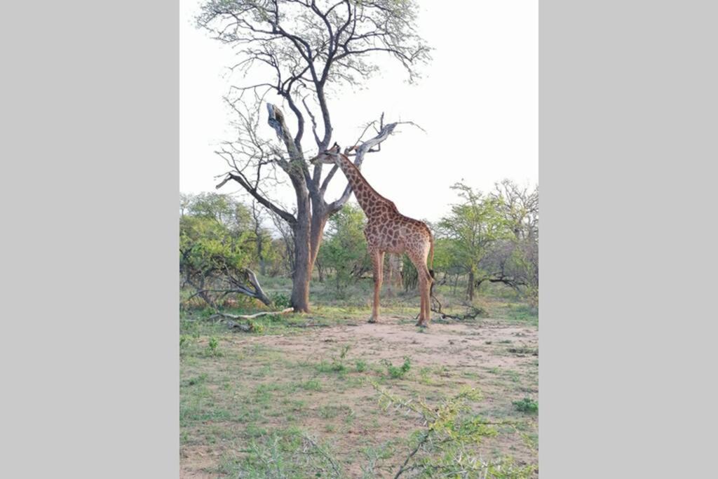 Amukela Kaya Hoedspruit Exterior foto